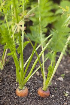  two carrots (Daucus carota)  grown in garden