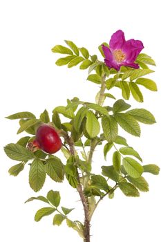 pink developed  briar rose on white background