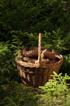 basket full of cone spruce a stands in forest