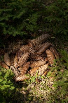 heap cone spruce a lies in forest