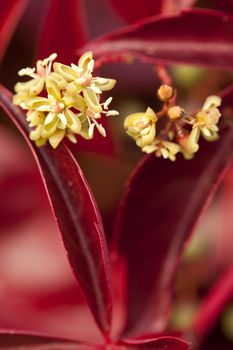 Boston ivy  (Parthenocissus tricuspidata) with flower 