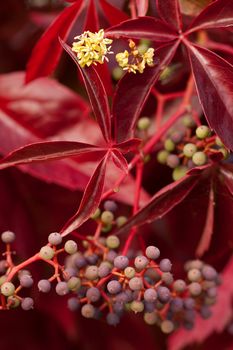 Boston ivy  (Parthenocissus tricuspidata) with flower and fruits