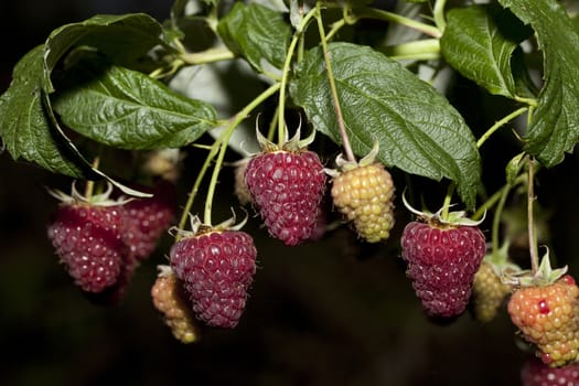 ripe and unripe raspberry (Rubus idaeus) on bush