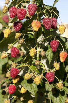 ripe and unripe raspberry (Rubus idaeus) on bush