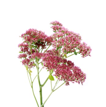 Nice twig of pink wildflowers on white background