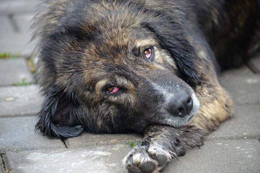 Closeup of Sad Stray Dog Laying on Pavement