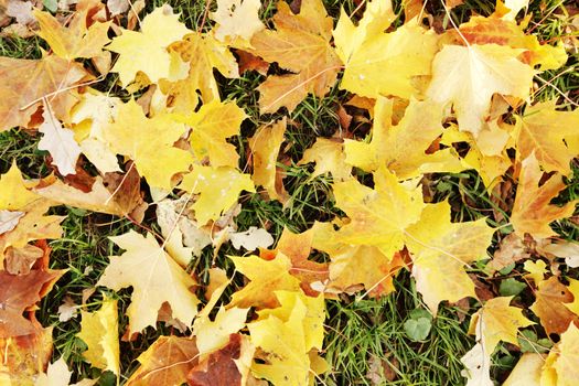 Colorful autumn dry maple leaves on ground on park