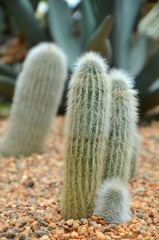 Cleistocactus strausii is a perennial cactus of the family Cactaceae.