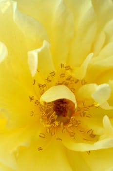 Macro of a beautiful old-fashioned yellow rose.