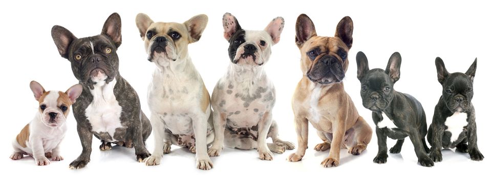 portrait of purebred french bulldogs in front of white background