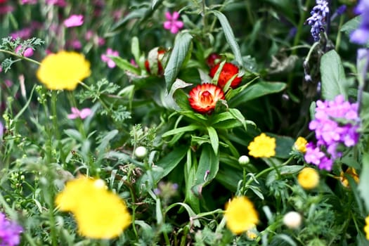 Flowers with leaves and blur background