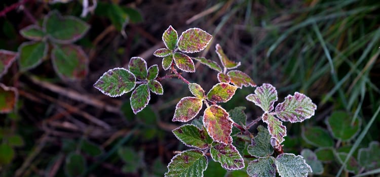 frost on a plant. blackberry leaves