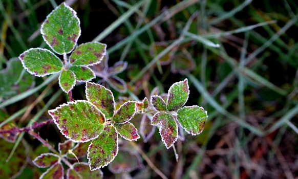 frost on a plant. blackberry leaves