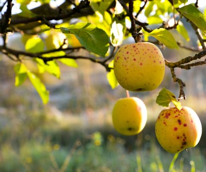 Picture of a Apples in orchard early on the morning