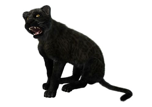 3D digital render of a big cat black panther isolated on white background