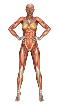 3D digital render of a female figure with muscle maps isolated on white background