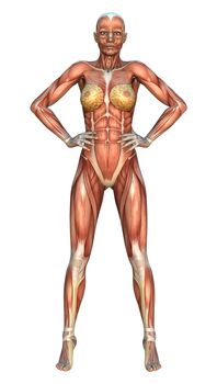 3D digital render of a female figure with muscle maps isolated on white background