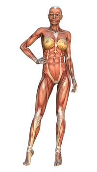 3D digital render of a female figure with muscle maps isolated on white background