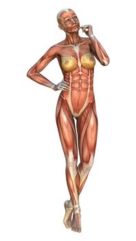 3D digital render of a female figure with muscle maps isolated on white background