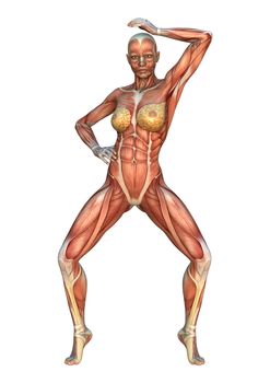 3D digital render of a female figure with muscle maps isolated on white background