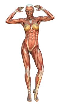 3D digital render of a female figure with muscle maps isolated on white background