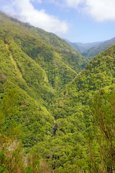 Trees in natural tropical environment - jungle valley