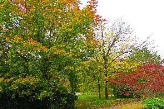 View of trees in a park in autumn