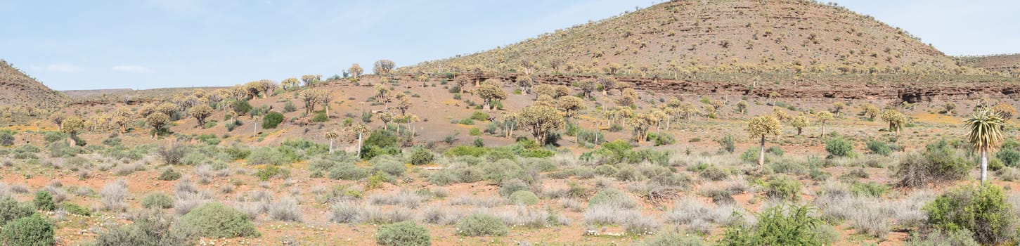 Thousands of quiver trees (Aloe dichotoma) line the hills in the Quiver Tree Forest at Gannabos near Nieuwoudtville. 