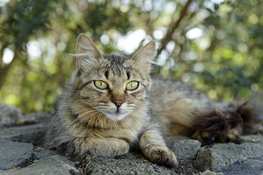 An adult cat is relaxed leaves photographed in the garden.