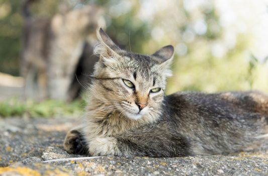 An adult cat is relaxed leaves photographed in the garden.
