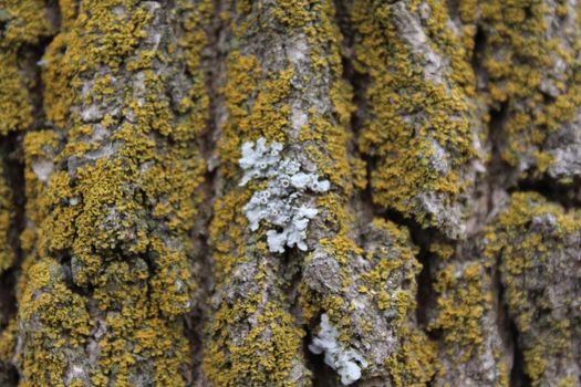 Moss covered Oak tree bark texture closeup.