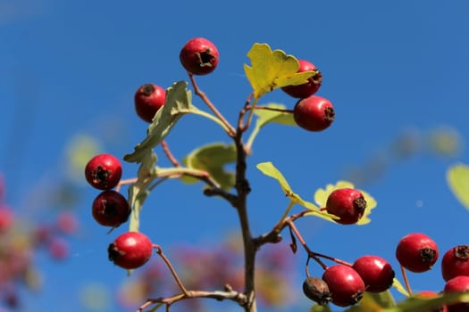 Close up of branch with red autumn berries.