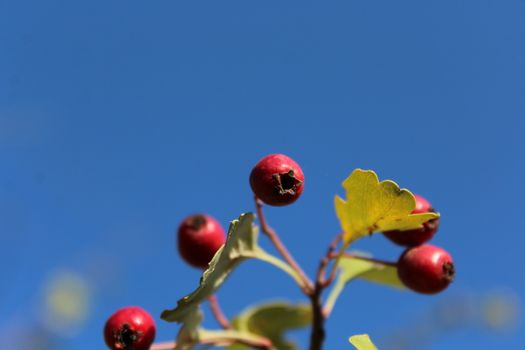 Close up of branch with red autumn berries.