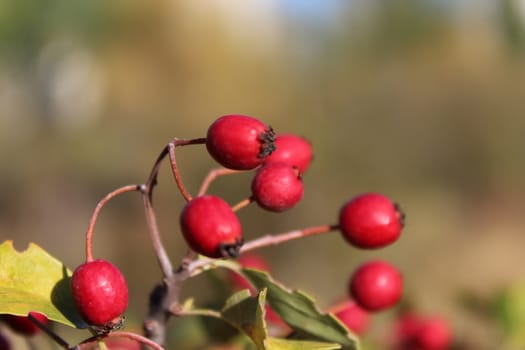 Close up of branch with red autumn berries.