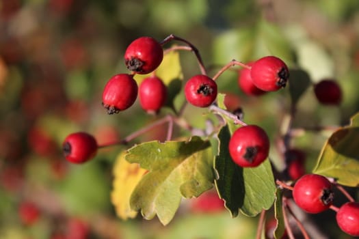 Close up of branch with red autumn berries.