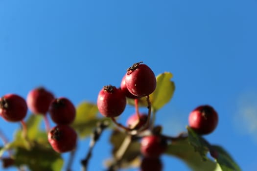 Close up of branch with red autumn berries.