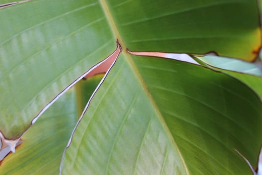 Closeup of Green Banana Leaf Texture