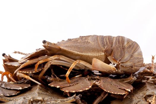 Flathead lobster, Lobster Moreton Bay bug, Oriental flathead lobster isolate on white background.