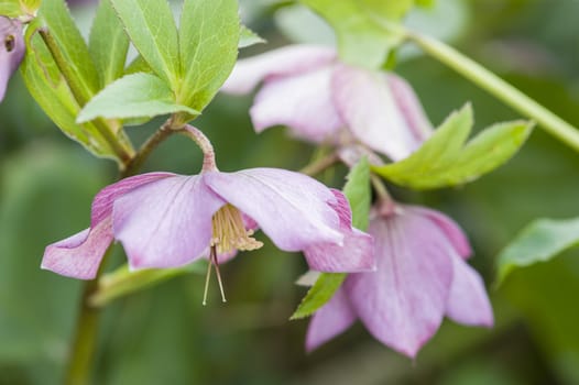 Cornus pink flowers, genus of woody plants in the family Cornaceae, dogwoods.