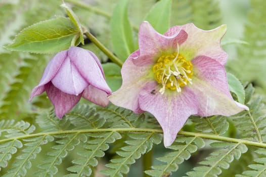 Cornus pink flowers, genus of woody plants in the family Cornaceae, dogwoods.