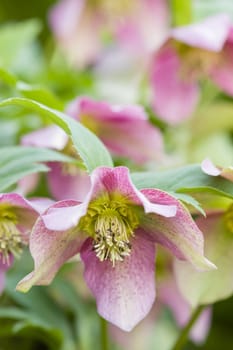 Cornus pink flowers, genus of woody plants in the family Cornaceae, dogwoods.