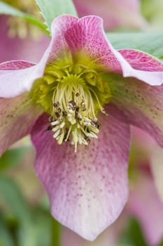 Cornus pink flowers, genus of woody plants in the family Cornaceae, dogwoods.