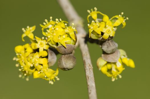 Cornus mas, Cornelian cherry, European cornel, dogwood, flowering plant in the dogwood Cornaceae, native to southern Europe and middle east.