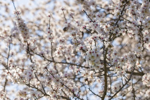 Japanese cherry tree flowers in full bloom in Spring