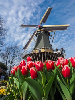 LISSE, NETHERLANDS - April 14, 2013 : The beautiful windmill with vibrant tulips in the foreground at The Keukenhof garden, Netherlands