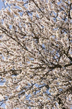 Japanese cherry tree flowers in full bloom in Spring