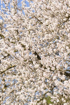 Japanese cherry tree flowers in full bloom in Spring