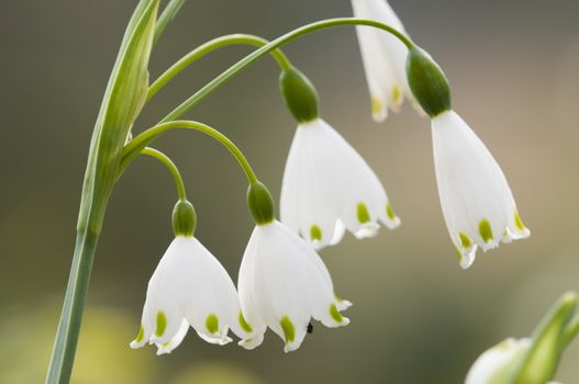 Leucojum vernum, spring snowflake, perennial, herbaceous flowering plant in the daffodil family Amaryllidaceae, native to central and southern Europe.