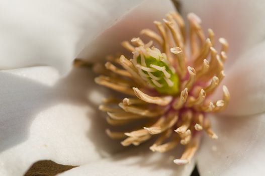 Magnolia stellata, star magnolia, slow-growing shrub or small tree native to Japan.