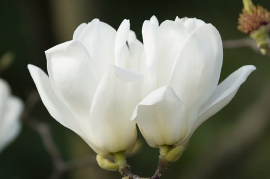 Flowers of white magnolia in full bloom